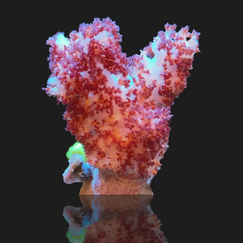 Dendronephthya (L) Dendronephthya (L)