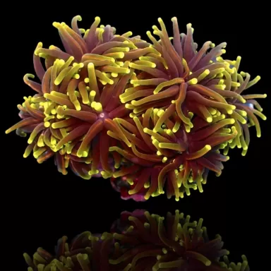 Euphyllia Glabrescens Golden Torch Indo Per Head