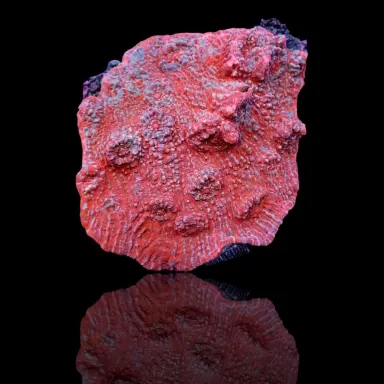 Echinopora Red sp S size