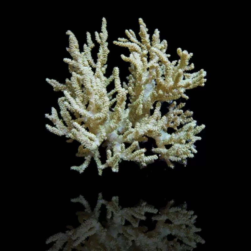 Sinularia Flexibilis (Corail cuir des doigts) Jaune/Marron