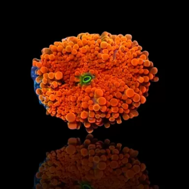 Ricordea Yuma Orange Red with Green Heart