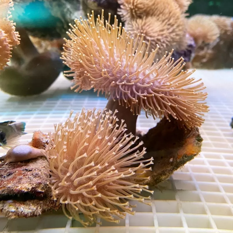 Sarcophyton sp - Double - En forme de coupe