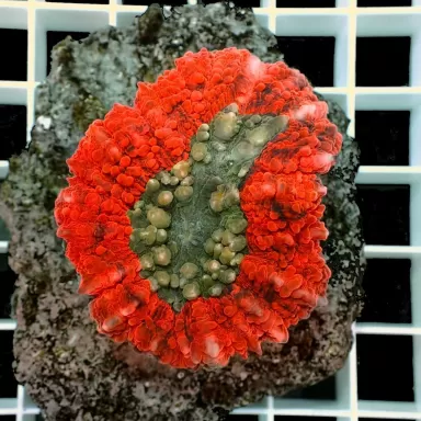 Symphyllia sp M size