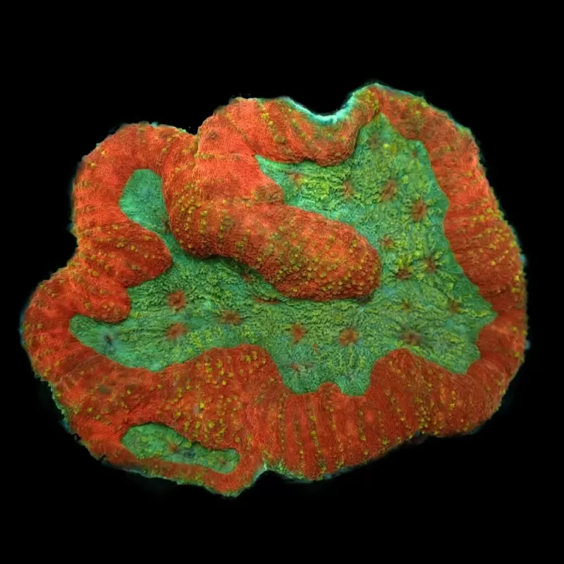 Symphyllia sp M size Symphyllia sp M size