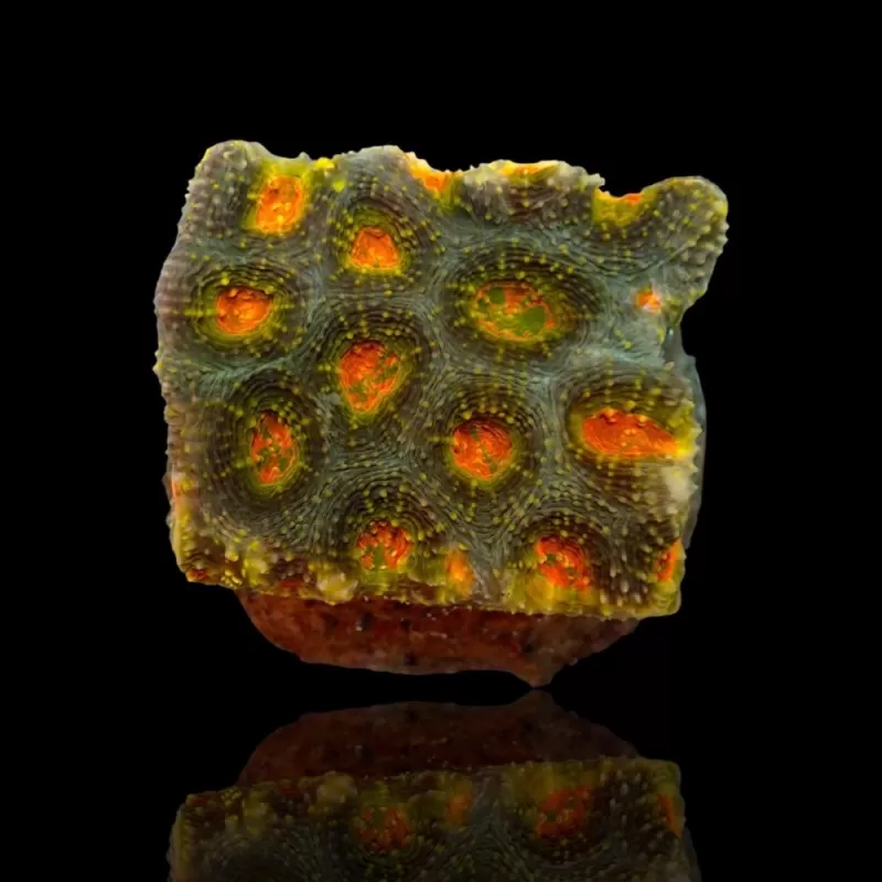Acanthastrea Echinata Green/Orange spot (M) Australie Acanthastrea Echinata Green/Orange spot (M) Australie