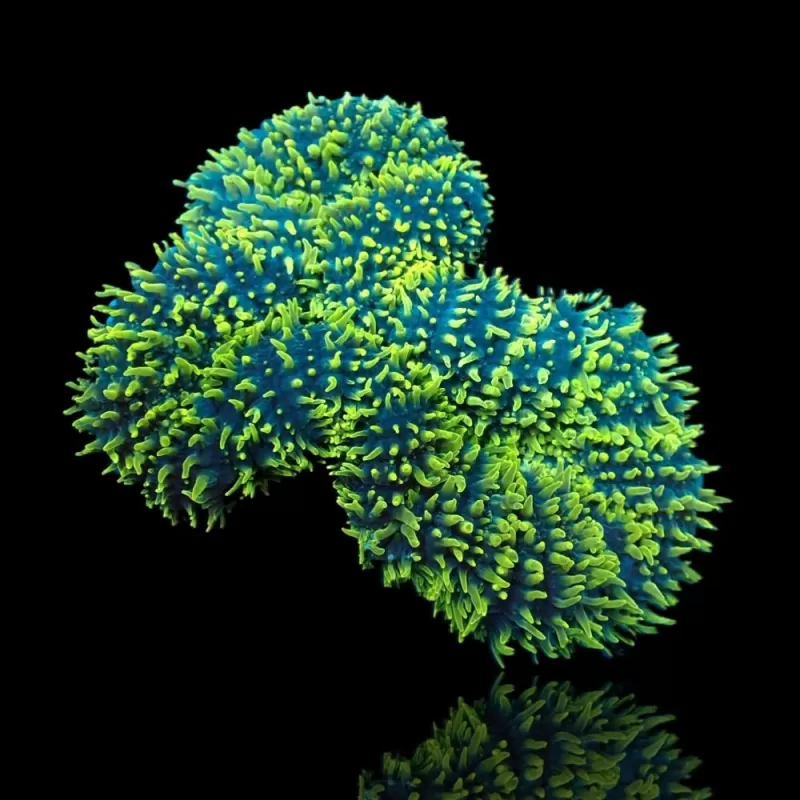 Lobophyllia Corymbosa (XL) Lobophyllia Corymbosa (XL)