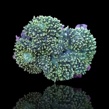 Lobophyllia Corymbosa Green L size