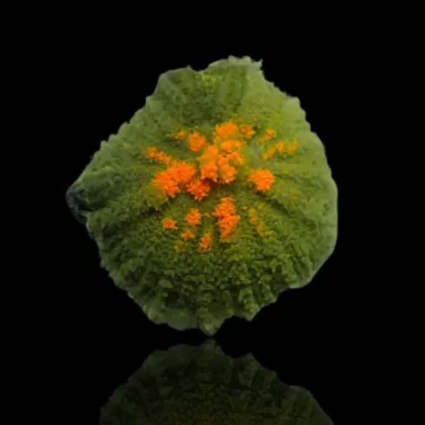 Ricordea Yuma Green Yellow Vibes per ear