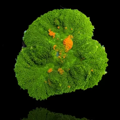 Ricordea Yuma Green Yellow Vibes per ear