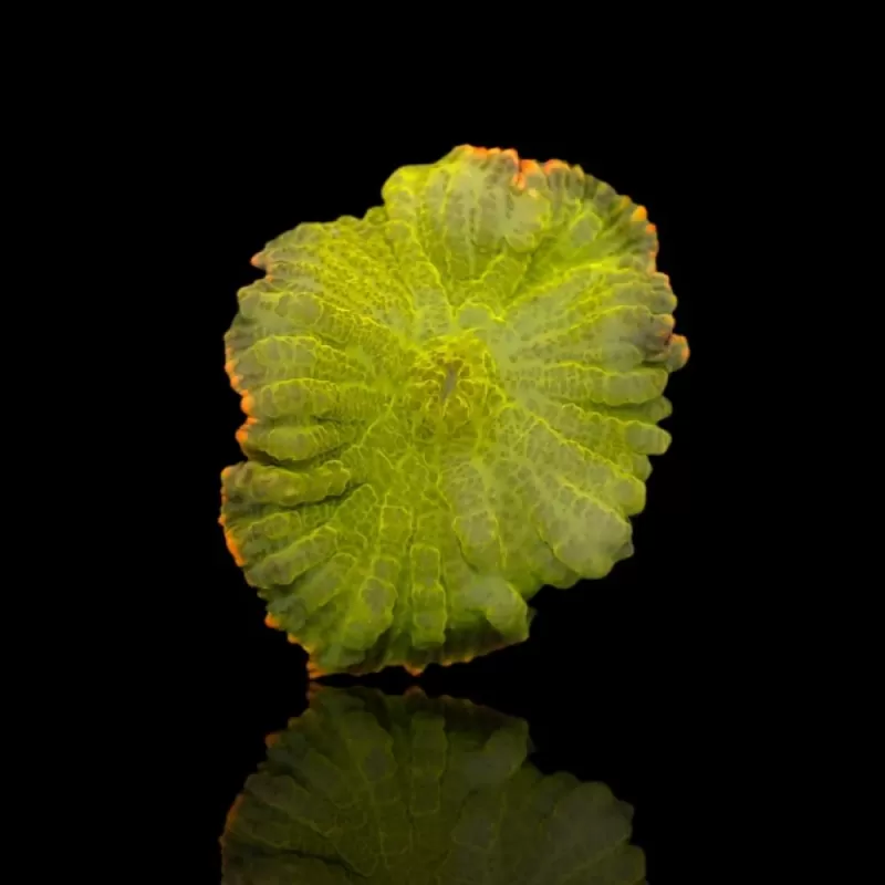 Rhodactis Green - Orange Rim Rhodactis Green - Orange Rim