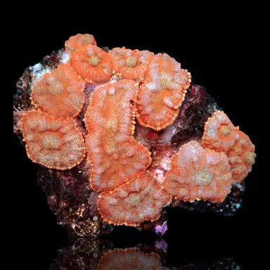 Rhodactis Orange Colony On Rock