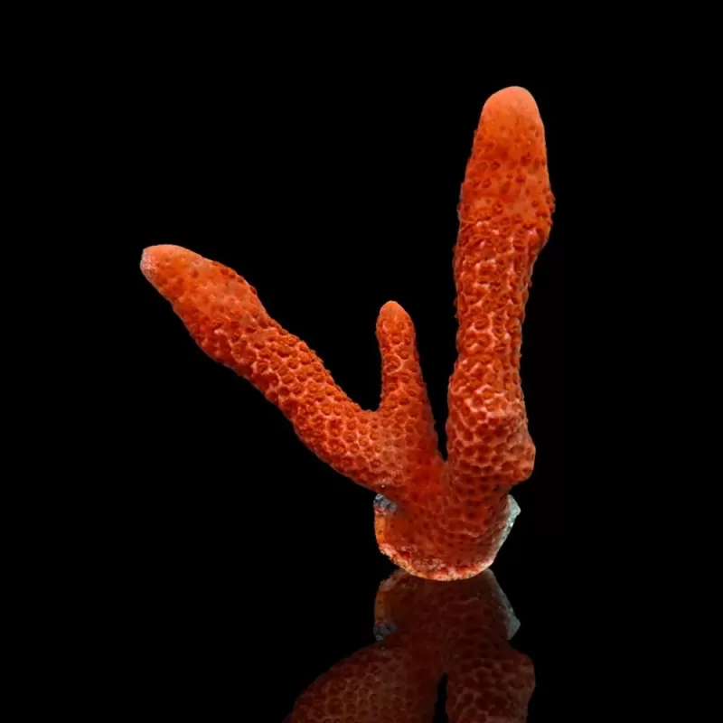 Montipora digitata red frag Montipora digitata red frag