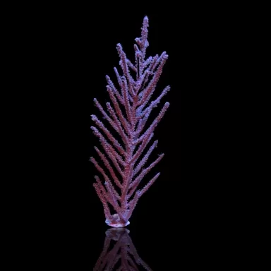 Muriceopsis flavida Purple Bush gorgonian