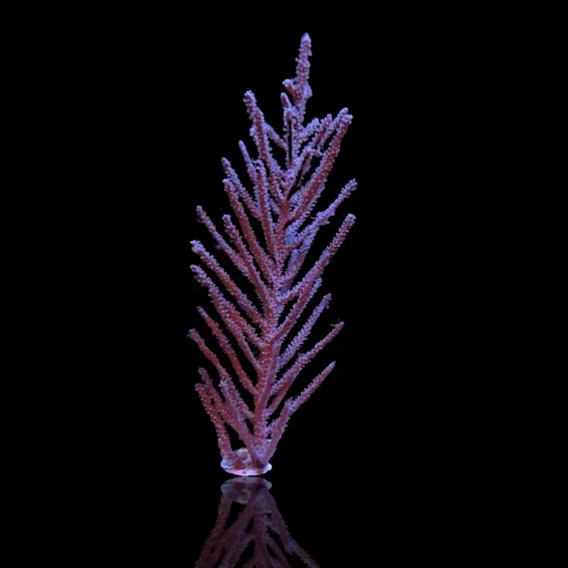 Muriceopsis flavida Purple Bush gorgonian Miami M size Muriceopsis flavida Purple Bush gorgonian Miami M size