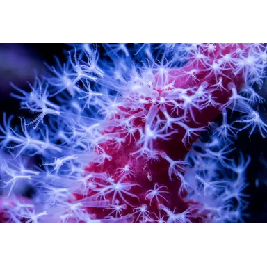 Nephthyigorgia sp Red Red Chilli Cactus Coral Nephthyigorgia sp Red Red Chilli Cactus Coral