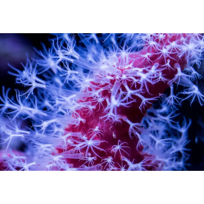 Nephthyigorgia sp Corail cactus piment rouge