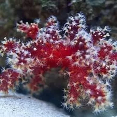 Nephthyigorgia sp Red Red Chilli Cactus Coral Nephthyigorgia sp Red Red Chilli Cactus Coral