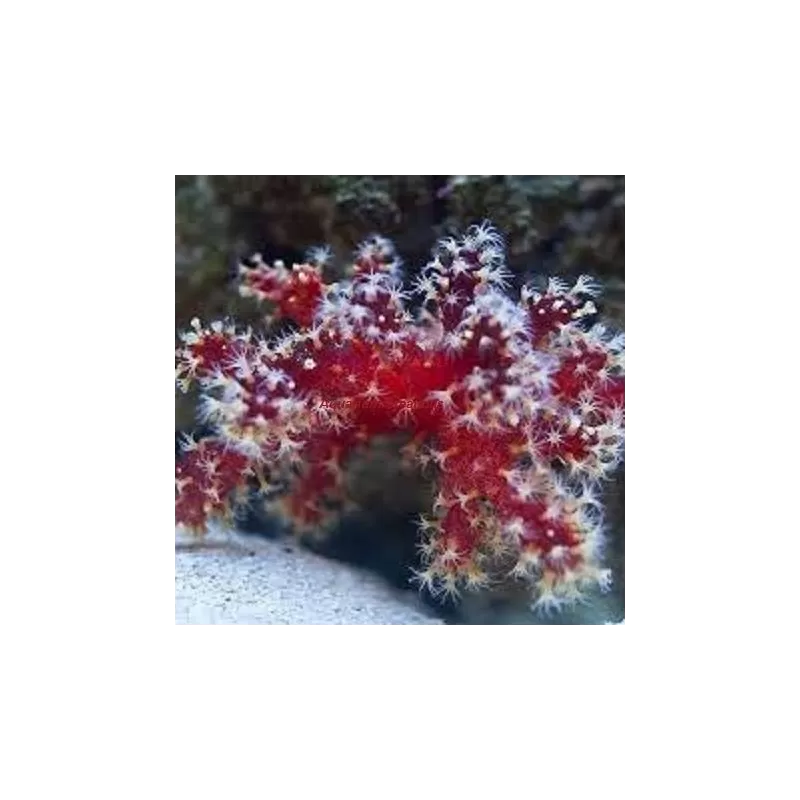 Nephthyigorgia sp Corail cactus piment rouge