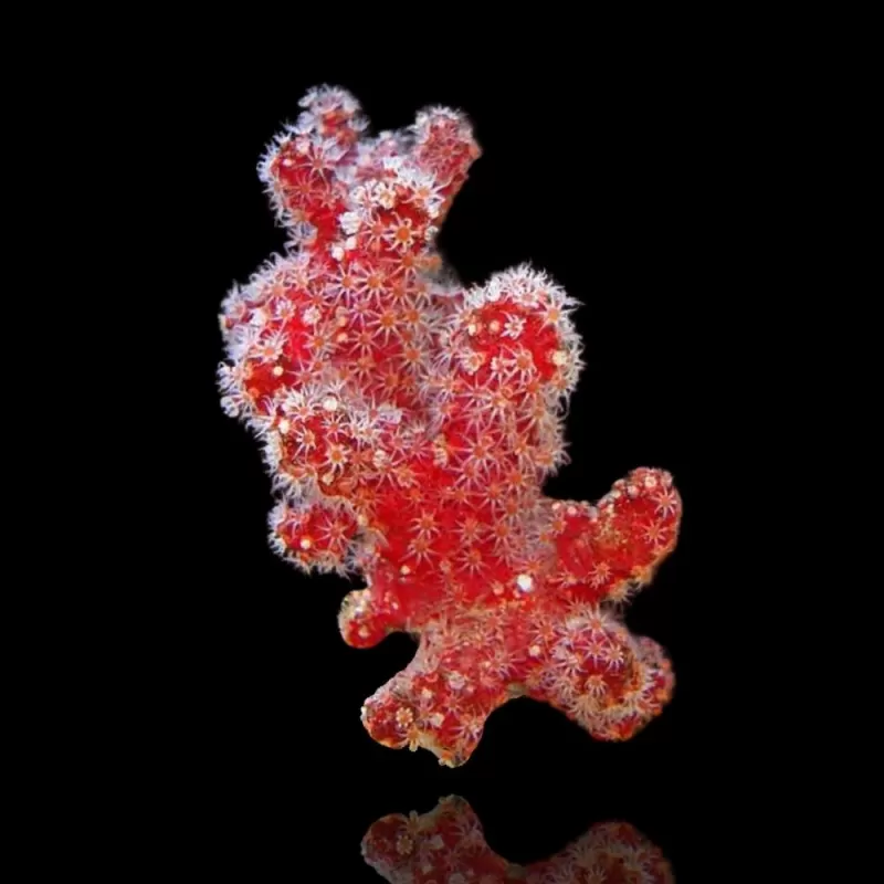 Nephthyigorgia sp Corail cactus piment rouge