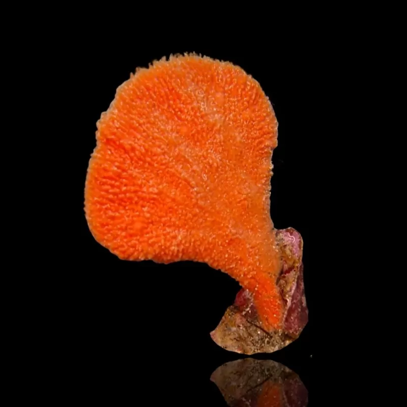 Phakellia Flabellata Orange Ear Sponge Phakellia Flabellata Orange Ear Sponge