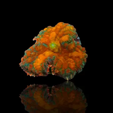 Rhodactis Orange Vulcano Lava