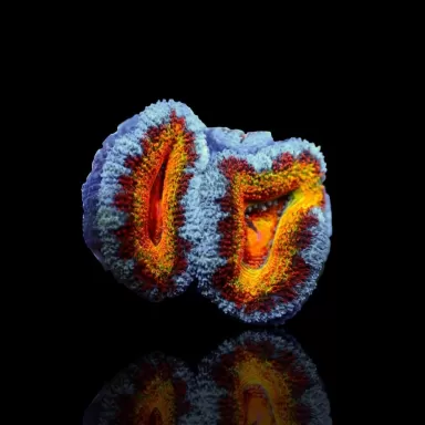 Acanthastrea Lordhowensis Ultra Rainbow S size Australie