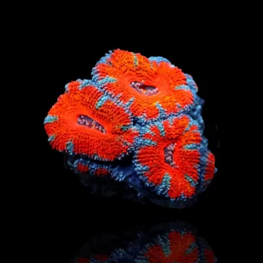 Acanthastrea Lordhowensis Ultra – Australien