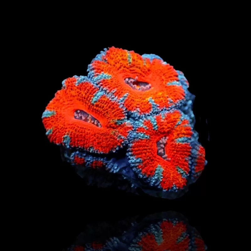 Acanthastrea Ultra S 3-5 cm Acanthastrea Ultra S 3-5 cm