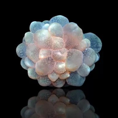 Plerogyra Sinuosa Pearl