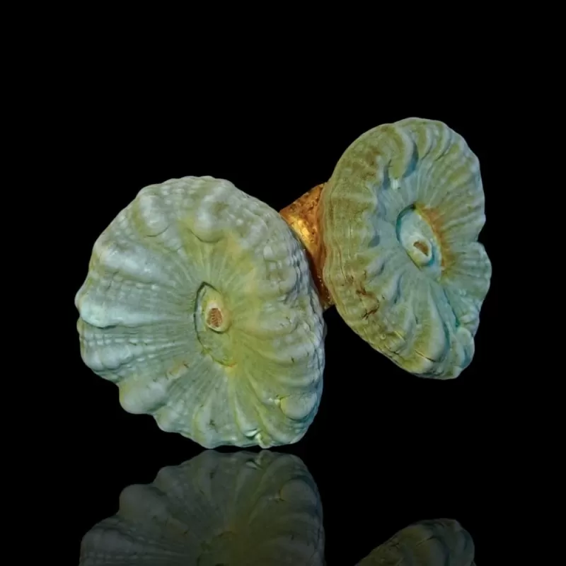 Caulastrea Australie frag Caulastrea Australie frag