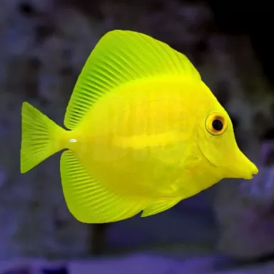 zebrasoma flavescens Captive Bred