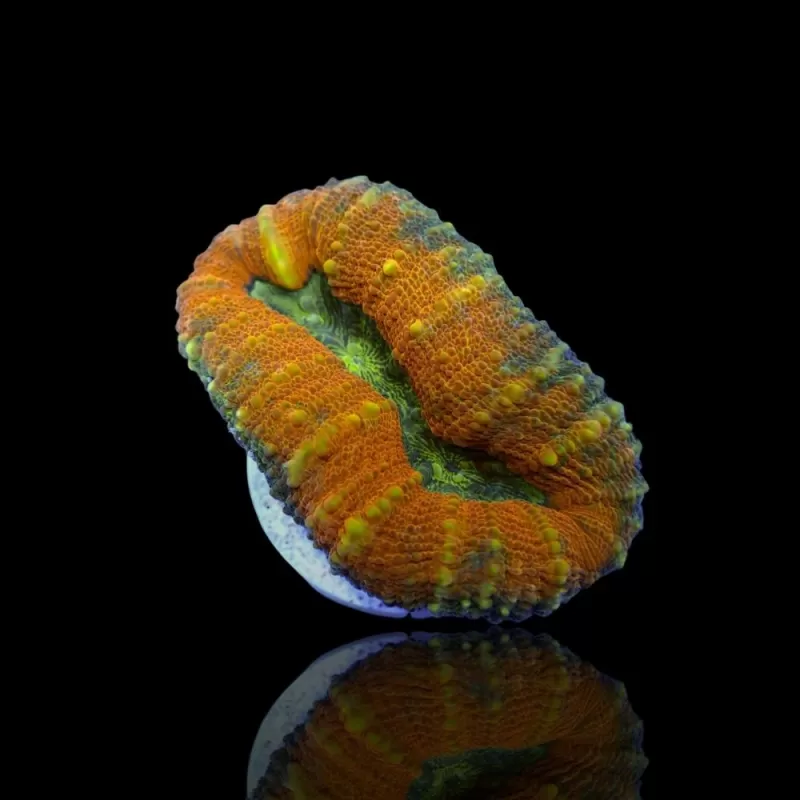 Lobophyllia sp Australie multi coloured Lobophyllia sp Australie multi coloured