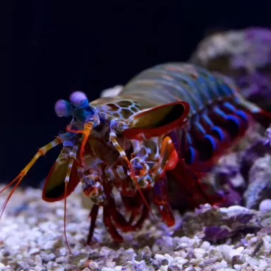 Odontodactylus Scyllarus