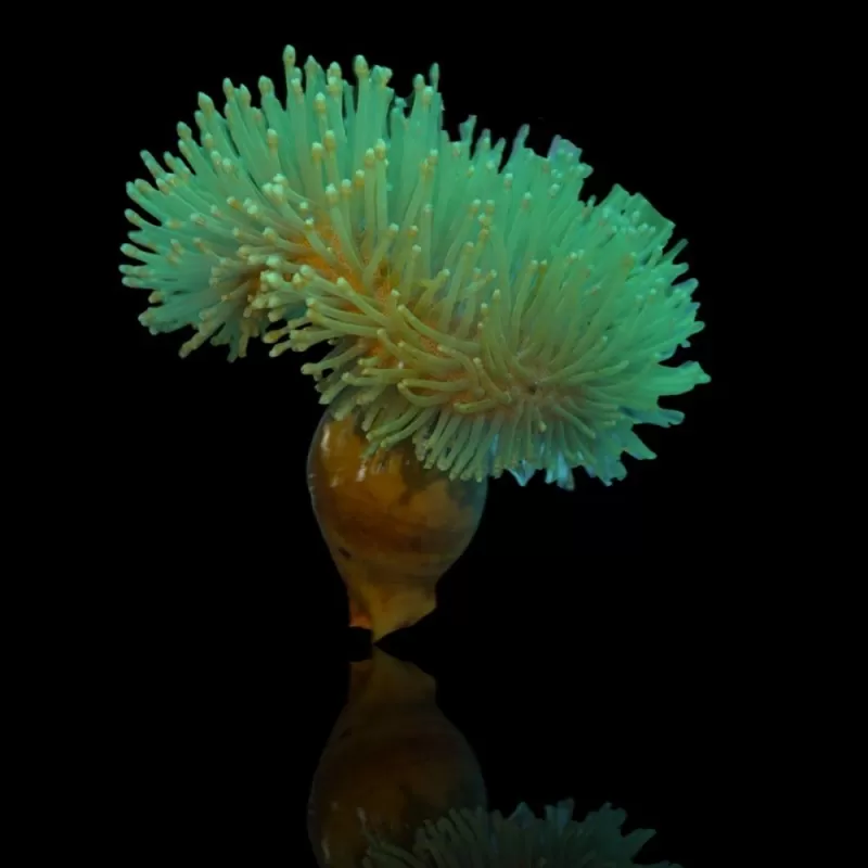 Sarcophyton Ehrenbergi Vert - Polypes en forme de coupe/longs