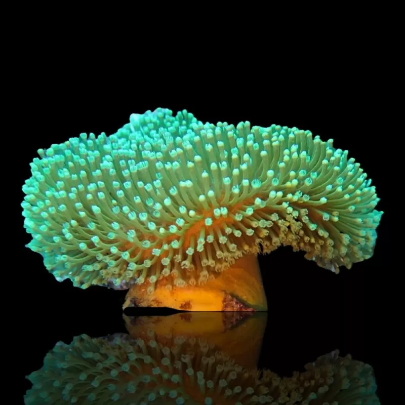 Sarcophyton Ehrenbergi Green L size Cup Shape