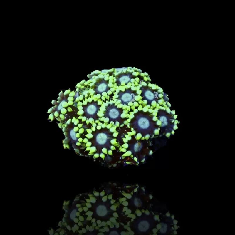 Alveopora Ultra Green S size Alveopora Ultra Green S size