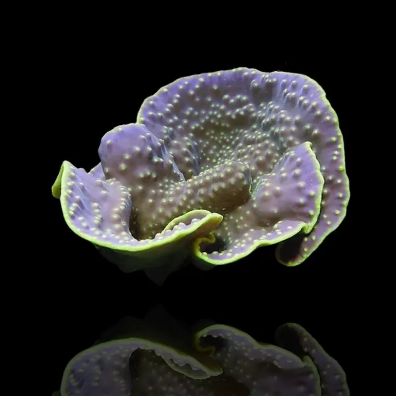 Turbinaria reniformis M size Turbinaria reniformis M size