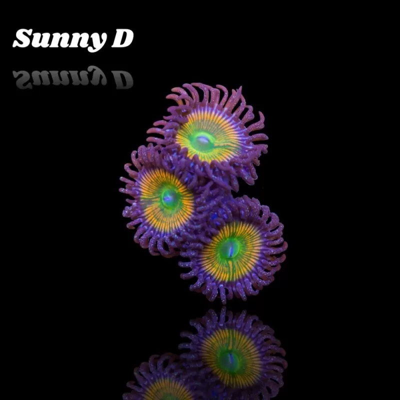 Zoanthus Sunny D Frag S size Zoanthus Sunny D Frag S size