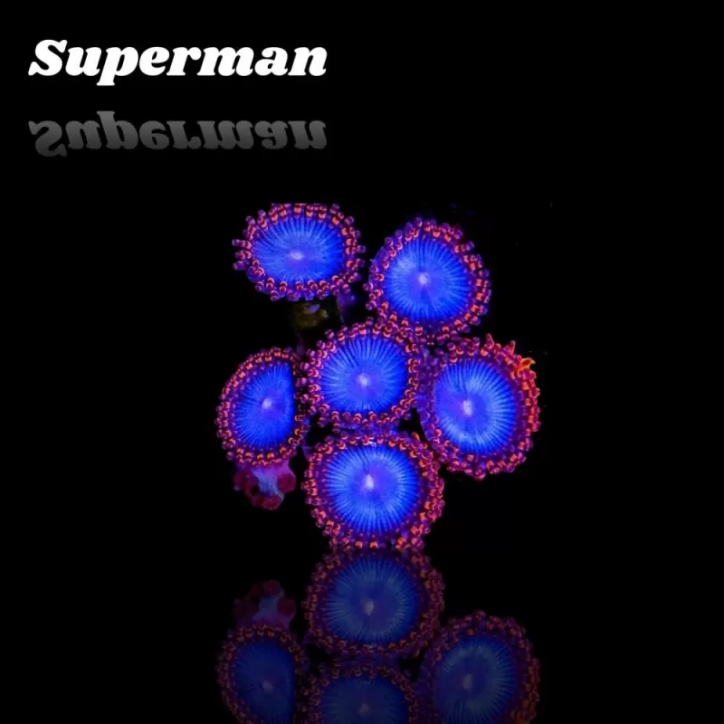 Zoanthus Superman Zoanthus Superman