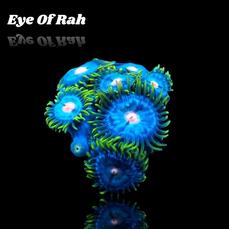 Zoanthus Eye Of Rah Zoanthus Eye Of Rah