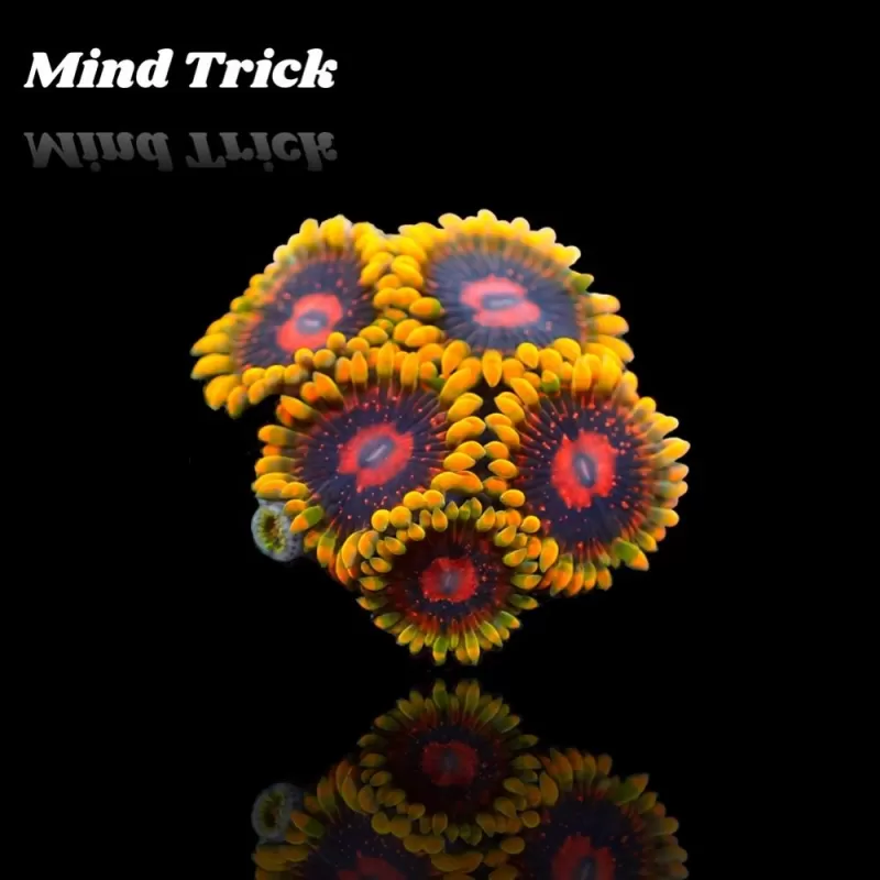 Zoanthus Mind Trick Frag S size Zoanthus Mind Trick Frag S size