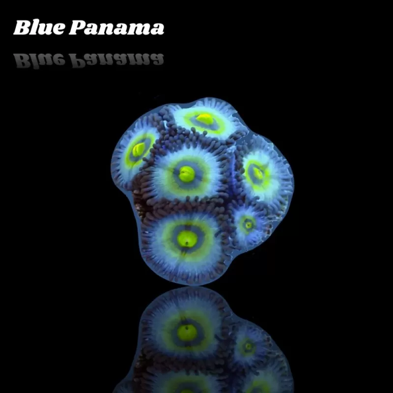 Zoanthus Blue Panama Frag S size Zoanthus Blue Panama Frag S size