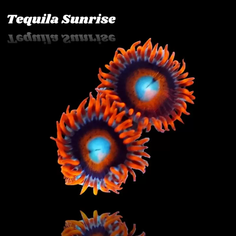 Zoanthus Tequila Sunrise Zoanthus Tequila Sunrise