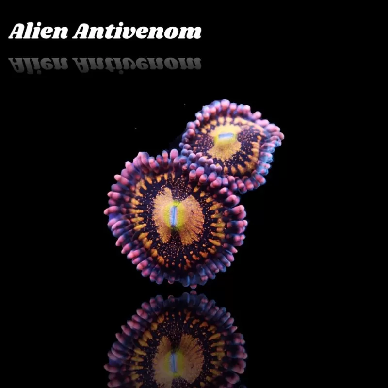 Zoanthus Alien Antivenom Frag S size Zoanthus Alien Antivenom Frag S size