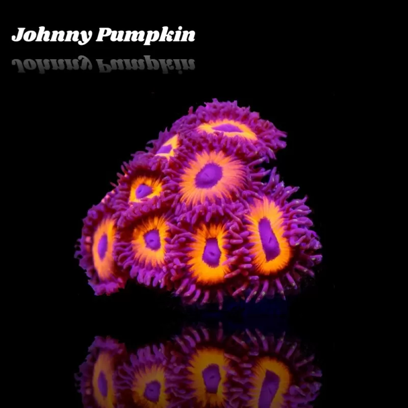 Zoanthus Johnny Pumpkin Frag S size Zoanthus Johnny Pumpkin Frag S size