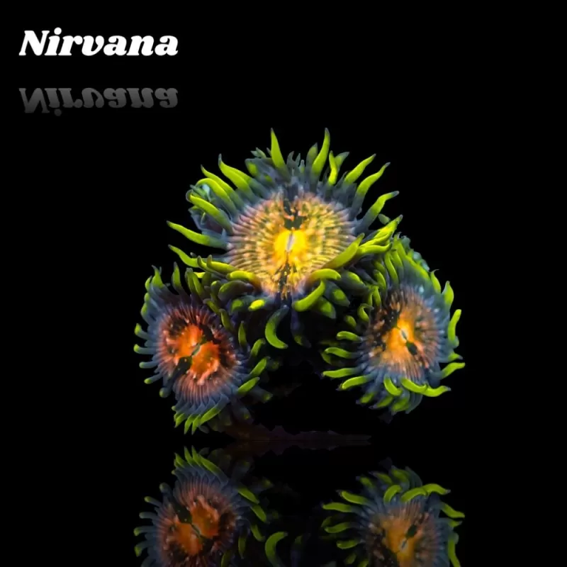 Zoanthus Nirvana Frag S size Zoanthus Nirvana Frag S size
