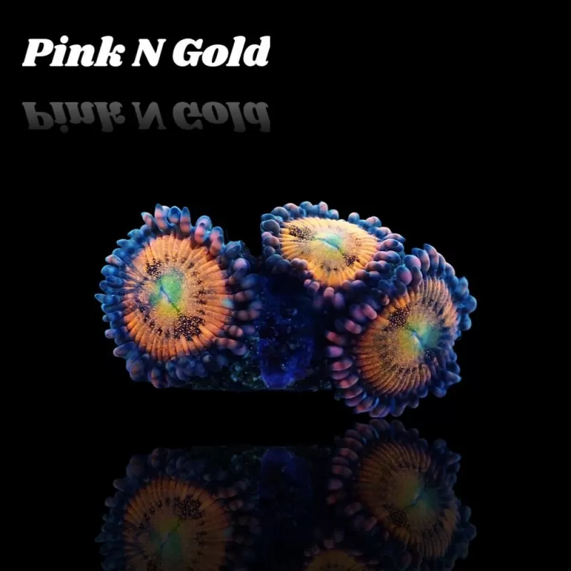 Zoanthus Pink N Gold S-size Zoanthus Pink N Gold S-size