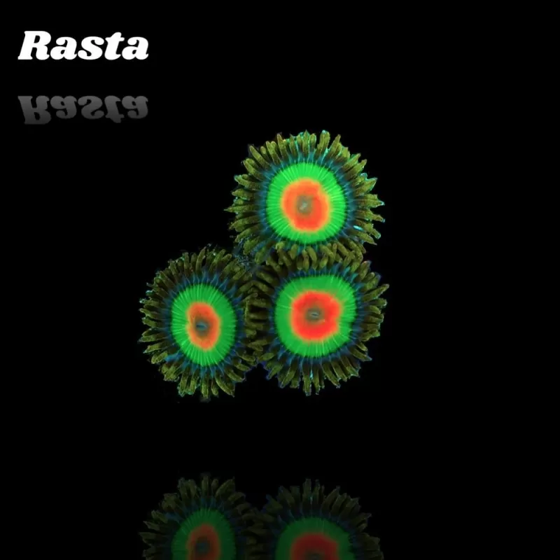 Zoanthus Rastas Frag S size Zoanthus Rastas Frag S size