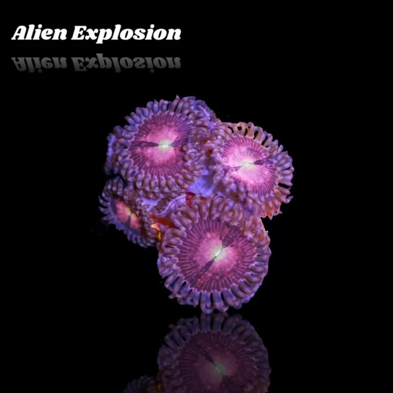 Zoanthus Alien Explosion Frag S size Zoanthus Alien Explosion Frag S size