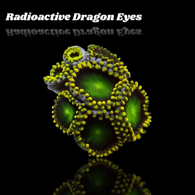 Zoanthus Radioactive Dragon Eyes Zoanthus Radioactive Dragon Eyes